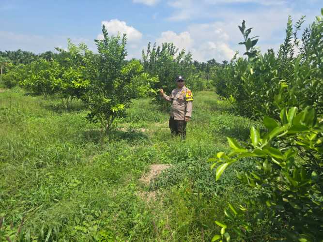 Bhabinkamtibmas Polsek Pelangiran Pantau Pengembangan Diversifikasi Pangan Berbasis Jeruk Siam di Desa Tanjung Simpang