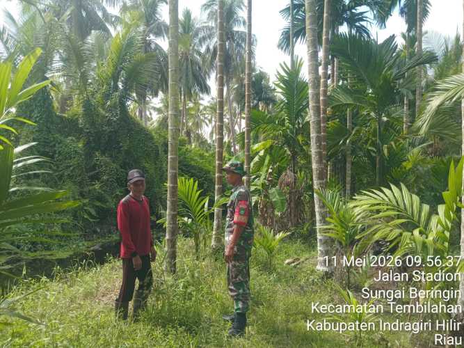 Babinsa Kelurahan Sungai Beringin Laksanakan Pengembangan Pengawasan Tapal Batas Wilayah