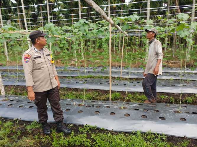 Bhabinkamtibmas Polsek Pelangiran Laksanakan Pemantauan Kesuburan Tanaman Gambas di Desa Rotan Semelur