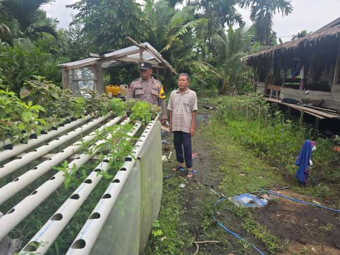 Pemanfaatan Pekarangan Berbuah Hasil, Bhabinkamtibmas Polsek Pelangiran Apresiasi Keberhasilan Hidroponik Warga Desa Tanjung Simpang