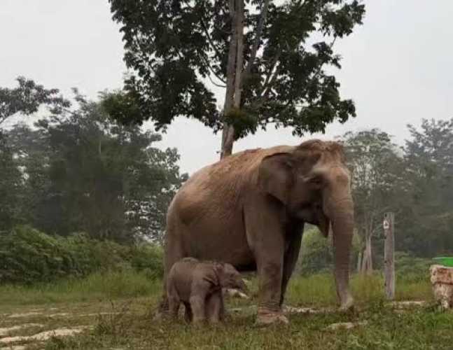 Bayi Gajah Lisa Lahir di TNTN Dinamai 'Ganesha'