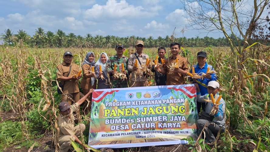 Camat Pelangiran Hadiri Panen Jagung Program Ketahanan Pangan BUMDes Sumber Jaya Desa Catur Karya