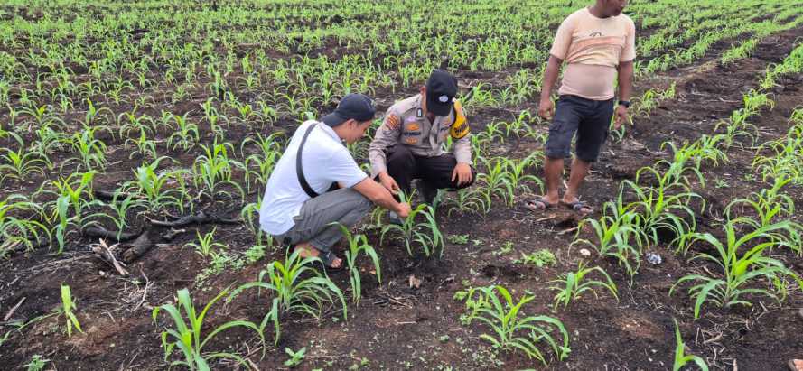 Bhabinkamtibmas Polsek Pelangiran Kawal Ketat Fase Generatif Tanaman Jagung di Desa Tagagiri Tama Jaya
