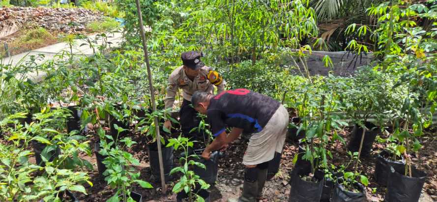 Bhabinkamtibmas Polsek Pelangiran Aktif Rawat Tanaman Timun dan Cabai