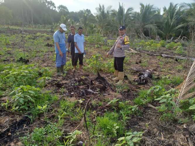 Bhabinkamtibmas Polsek Concong Jaga Pemeliharaan Tanaman Hortikultura Jagung Secara Rutin