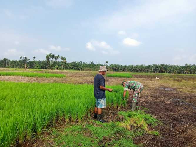 Serda Sukiran Lakukan  Pengecekkan Hama dan Gulma Pada Lahan Ketahanan Pangan