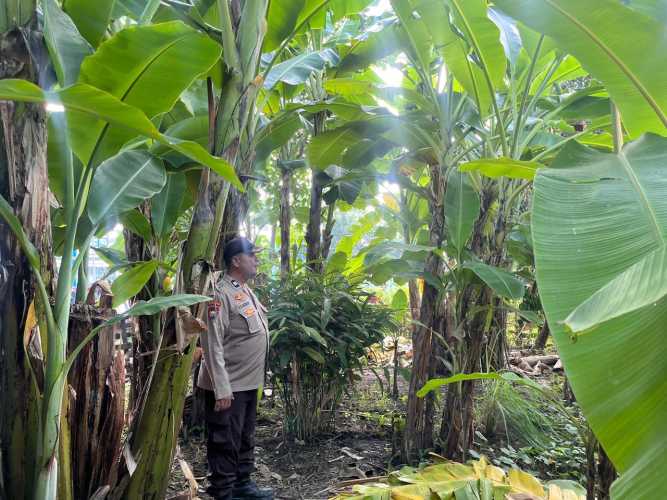Bhabinkamtibmas Polsek Pulau Burung Laksanakan Pengecekan Perkembangan Budidaya Tanaman Pohon Pisang Dukung Ketahanan Pangan Nasional