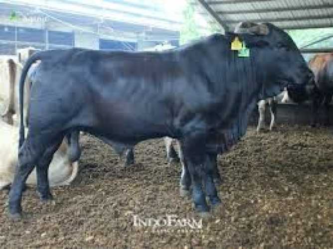 Sapi Presiden untuk Riau Jenis Brangus Bobot 835 Kilogram