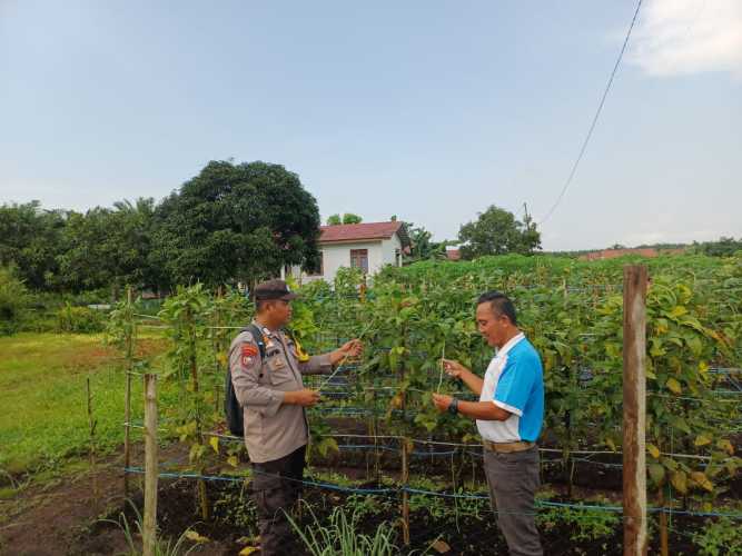 Polsek Pelangiran Kawal Perkembangan Kebun Kacang Panjang Masyarakat Desa Rotan Semelur