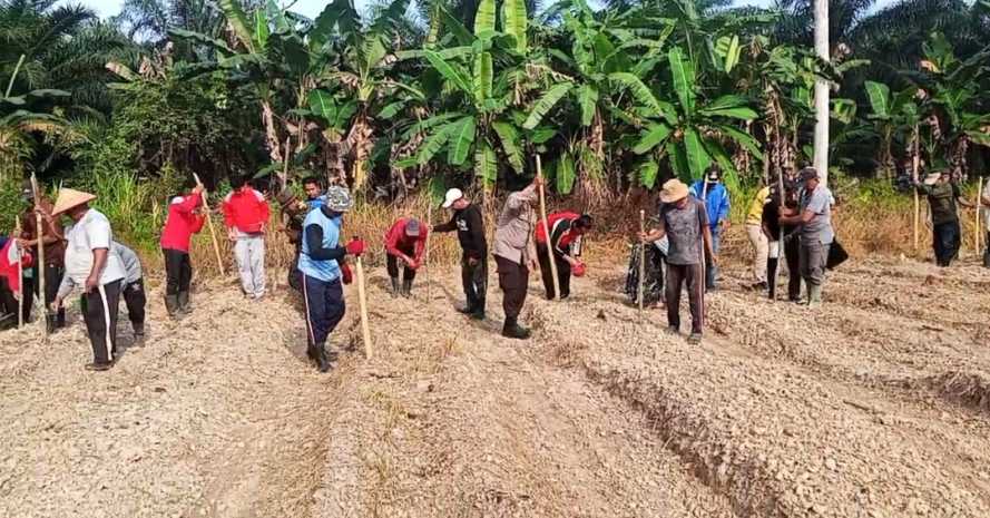 Polsek Tempuling bersama BUMDes Rahmat Desa Teluk Kiambang Laksanakan Penanaman Jagung Kuartal II Tahun 2026 untuk Dukung Swasembada Pangan