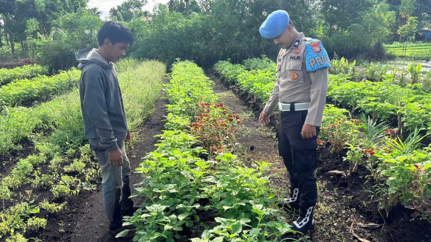 Polsek Pulau Burung Dampingi Masyarakat Optimalkan Ketahanan Pangan Melalui Program Holtikultura Bayam