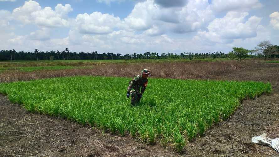 Personil Koramil 12/Batang Tuaka Dukung Swasembada Pangan di Desa Kuala Sebatu