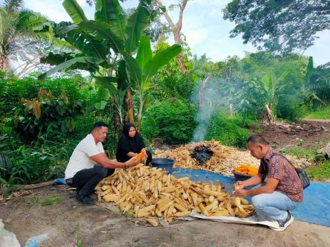 Polsek Indrapura Dukung Program Ketahanan Pangan, Lakukan Pengecekan Lahan Pekarangan dan Panen Jagung