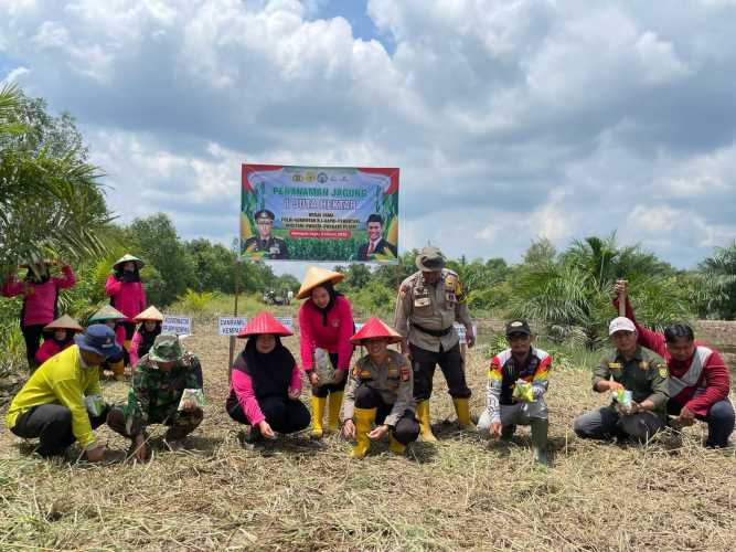 Kelompok Tani Berkah Alam Purnama Bersama Polsek Kempas dan Bhayangkari Tanam Jagung Dukung Program Ketahanan Pangan.