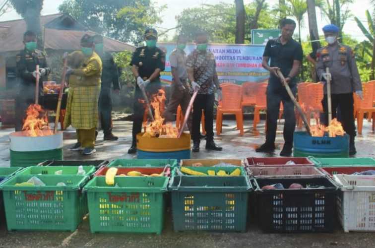 Bea Cukai Tembilahan Hadiri Pemusnahan Mangga Ilegal untuk Cegah Penyebaran OPTK