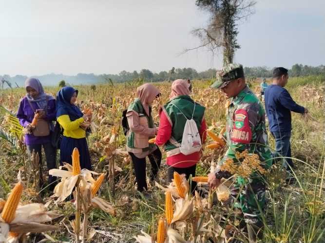 Babinsa Sungai Luar Dampingi Panen Jagung BUMDes Berkah Usaha, Wujud Nyata Dukung Ketahanan Pangan Desa