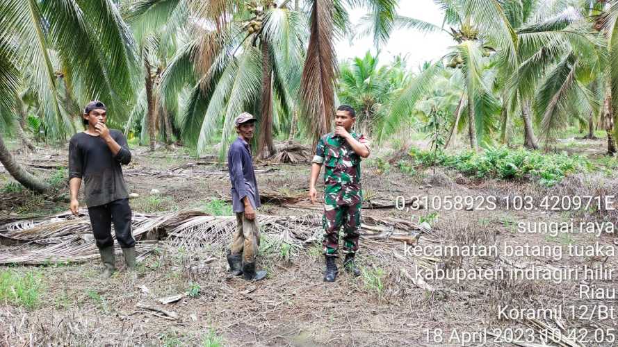 Serka Hepi Martison Konsentrasi Lahan Bebas Kathutlah