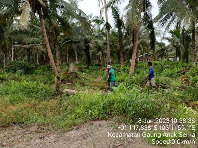 Praka  Candra  Menelusuri Perkebunan Kelapa Cegah  Karhutlah