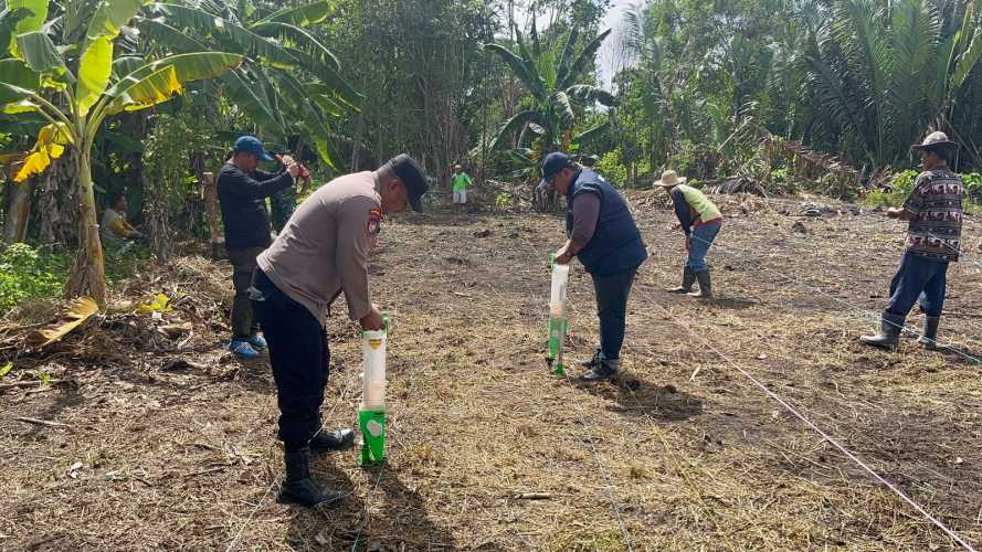 Polsek Kateman Tanam Kembali Jagung di Air Tawar, Bangkit dari Gagal Panen Demi Ketahanan Pangan