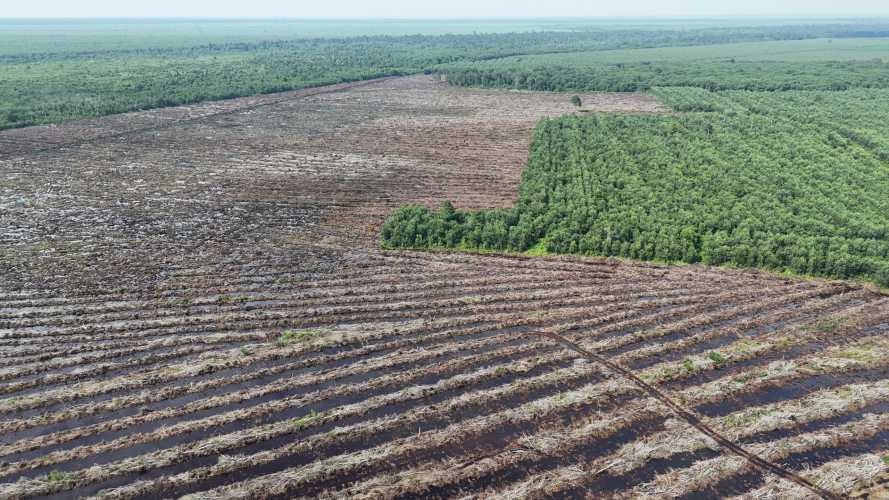 Izin PT SRL dan PT SSL Dicabut: Segera Lakukan Pemulihan Lingkungan dan Evaluasi Izin Korporasi Perusak Lingkungan Lainnya