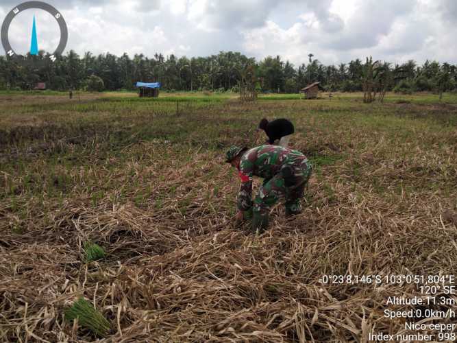 Sukseskan Program Ketahanan Pangan di Desa Sialang Panjang, Babinsa Bantu Petani Menanam Padi