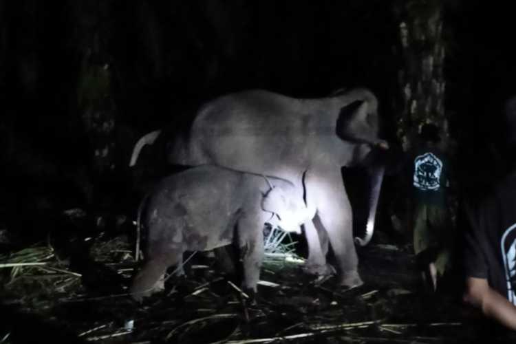 Anak Gajah Laila di Sebanga Bengkalis Riau Meninggal Dunia