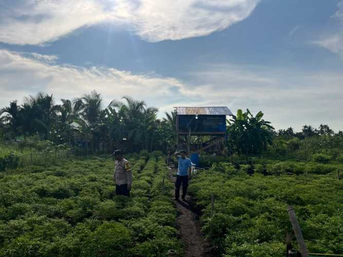 Dukung Ketahanan Pangan, Bhabinkamtibmas Tagaraja Sambangi Petani Sayur di Jalan Hang Tuah
