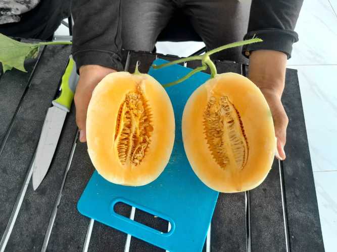 Berawal dari Hobi, Indra Djaya Sukses Sulap Lahan di Tenayan Raya Jadi Kebun Melon Premium