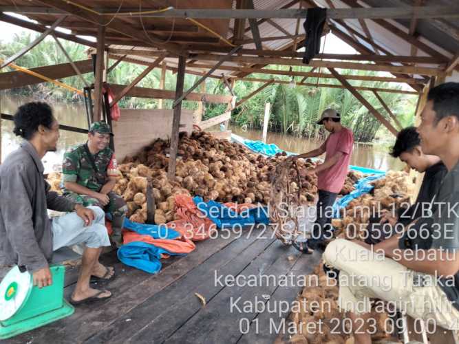 Serka Nasir Siagian Monitoring Gudang Kelapa