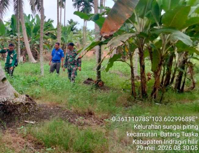 Babinsa Kuala Sebatu  Gelar Sosialisasi dan Patroli Tapal Batas Pasca Idul Adha di Desa Kuala Sebatu