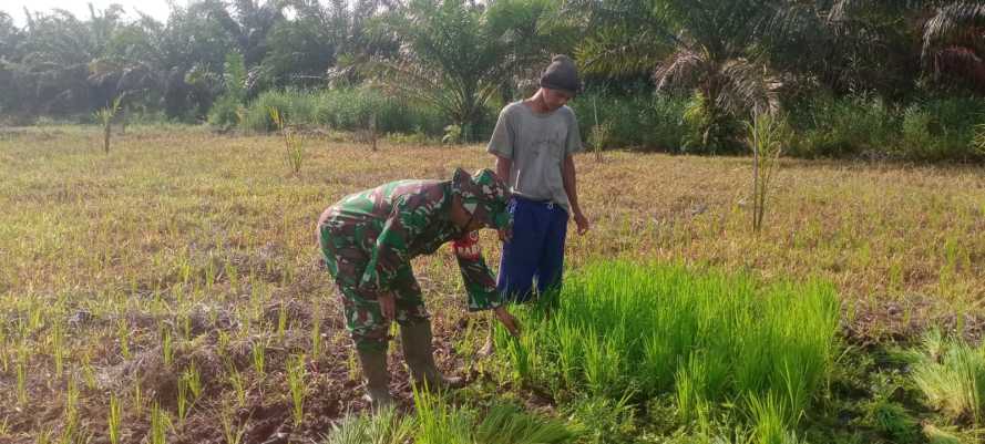 Serka Hepi Martison Kejar   Progress Program Ketahanan Pangan di Batang Tuaka