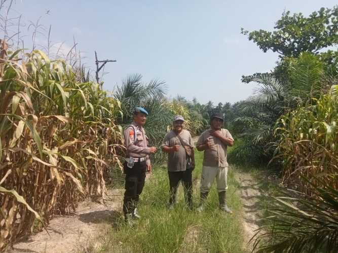 Kanit Propam Polsek Labuhan Ruku Lakukan Pengecekkan Ketahanan Pangan dengan Menanam Jagung