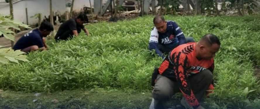 Produktif dalam Pembinaan, Giatja Lapas Tembilahan Panen Kangkung Hasil Budidaya Warga Binaan