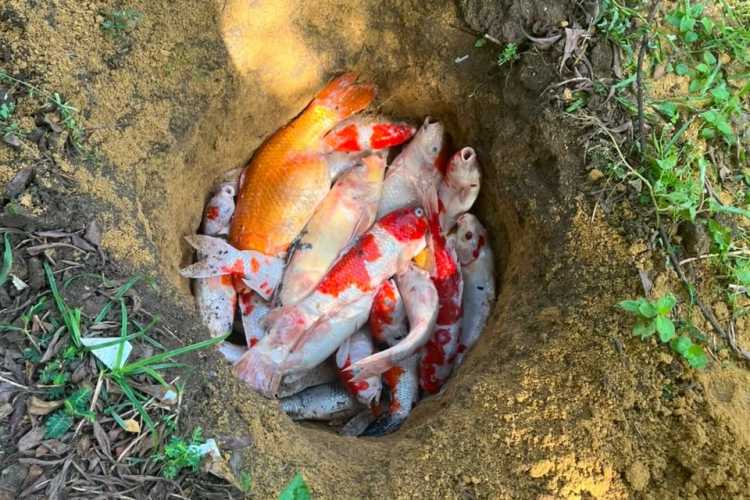 Kisah Listrik Padam Massal di Pekanbaru: Ikan Koi Wali Kota Mati hingga ES UMKM Cair
