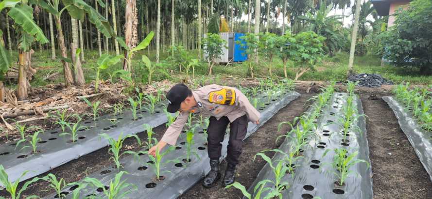 Bhabinkamtibmas Polsek Pelangiran Pantau Perkembangan Jagung, Wujud Nyata Dukungan Ketahanan Pangan