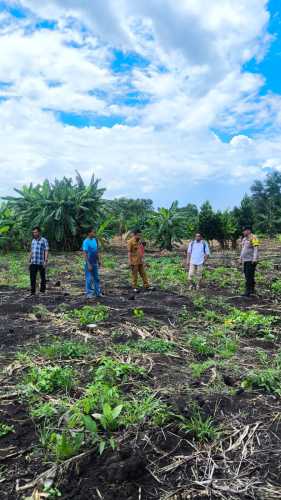 Bhabinkamtibmas Air Tawar Tinjau Lahan Jagung, Siap Dukung Program Ketahanan Pangan