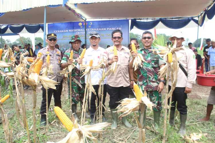 Dengan Panen Raya, Kodim 0314/Inhil Sukseskan Gerakan Ketahanan Pangan Nasional