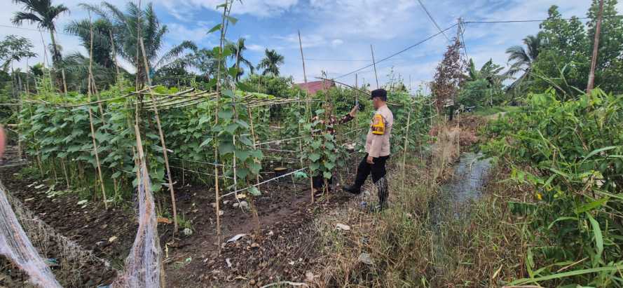 Bhabinkamtibmas Polsek Pelangiran Monitoring Kebun Sayuran Poktan di Tagagiri Tama Jaya