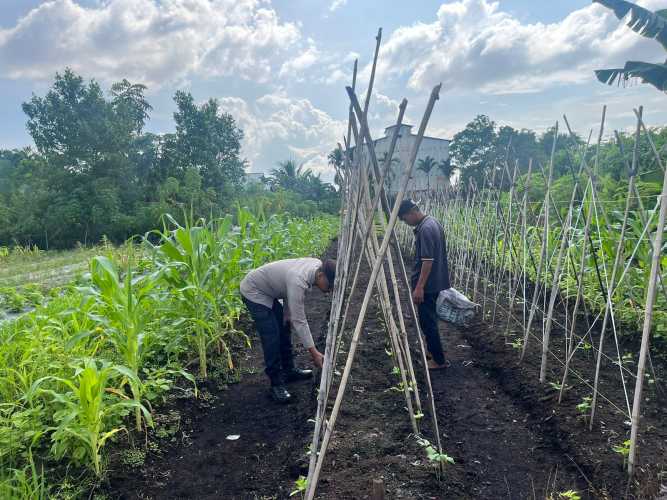 Babinkamtibmas Polsek Pulau Burung Pantau Pertumbuhan Kacang Panjang Dukung Program Asta Cita Ketahanan Pangan Nasional