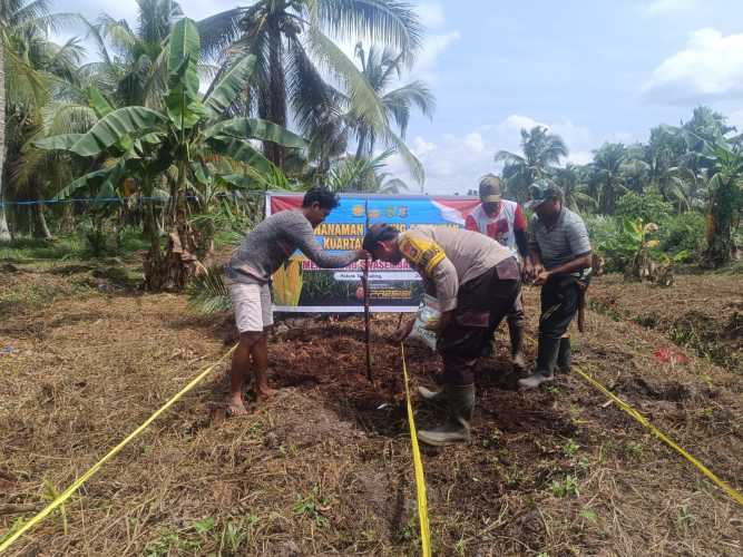 Bhabinkamtibmas Desa Karya Tunas Jaya Hadiri Penanaman Jagung Tumpang Sari Dukung Swasembada Pangan 2026