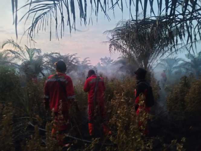 Kebakaran Lahan Gambut Seluas 1 Hektare Terjadi di Air Hitam Pekanbaru, Pemadaman Masih Berlanjut