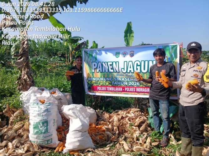 Bhabinkamtibmas Polsek Tembilahan Laksanakan Panen Jagung Bersama Warga Seteba