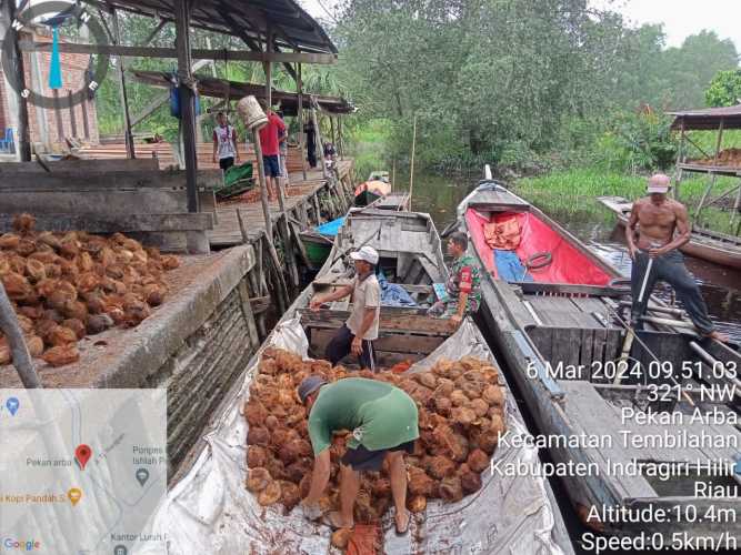 Serka Simbolon Tinjau Petani Kelapa dan Memantau Kenaikan Harga Kelapa di Kelurahan Pekan Arba