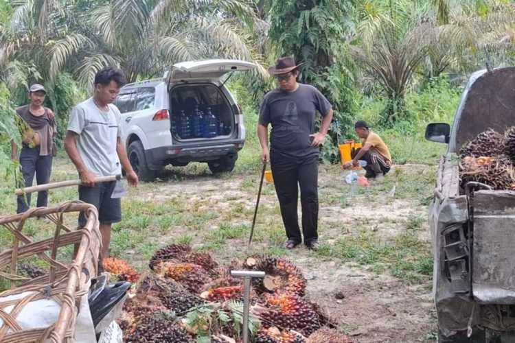 Harga TBS Kelapa Sawit Mitra Swadaya Riau Sebesar Rp3.956 per Kg