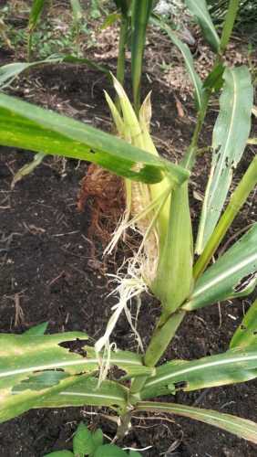 Babinkamtibmas Polsek Enok Gelar Pemantauan Progres Penanaman Jagung dan Pemasangan Perangkap Tikus di Desa Sungai Ambat