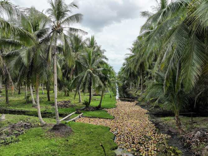 Industri Kelapa Semakin Merana di tengah Berbagai Krisis Dunia