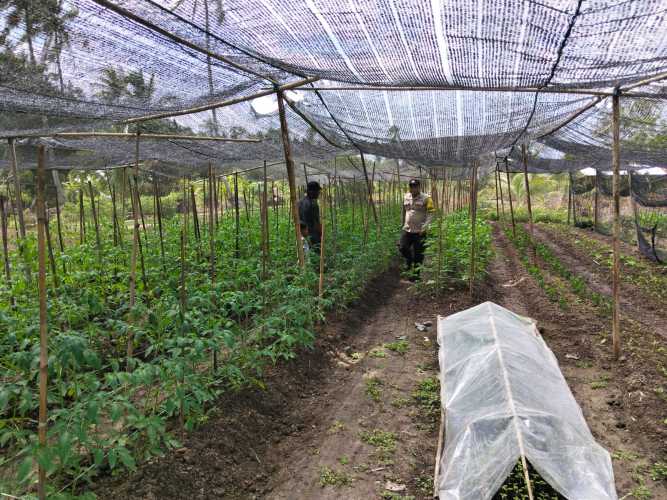 Bhabinkamtibmas Polsek Pulau Burung Laksanakan Perawatan Tanaman Monokultur Tomat Dukung Ketahanan Pangan Nasional