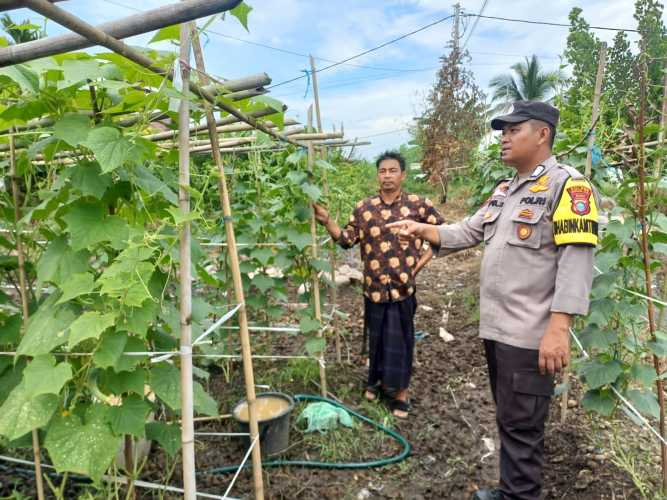 Bhabinkamtibmas Polsek Pelangiran Rutin Pemeliharaan Tanaman Pada  Fase Generatif