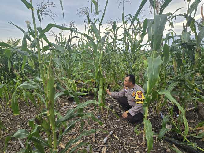 Jaga Ketahanan Pangan, Bhabinkamtibmas Tanjung Simpang Pantau Optimalisasi Pertumbuhan Jagung
