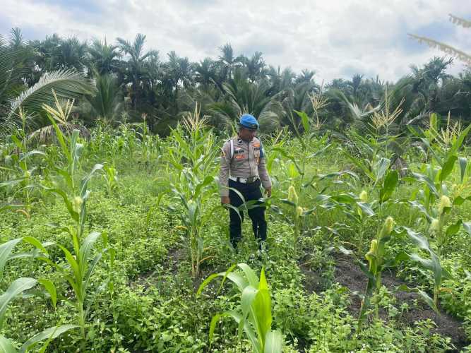 Pastikan Tidak Diganggu Hama, Polsek Kuindra Pantau Jagung Secara Rutin